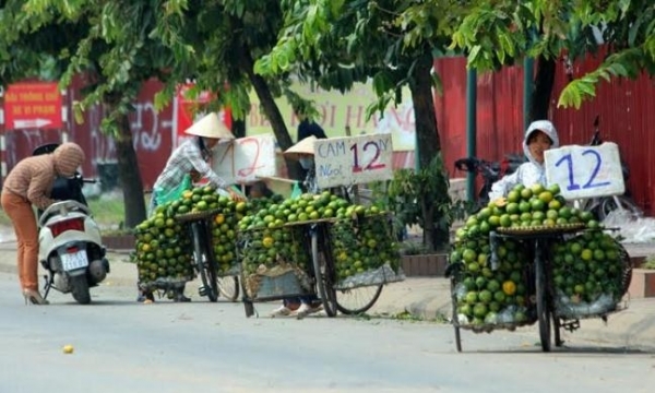 Cam Trung Quốc “đột lốt” cam Cao Phong Việt: Cách phân biệt cam Cao Phong “xịn” và “dởm”