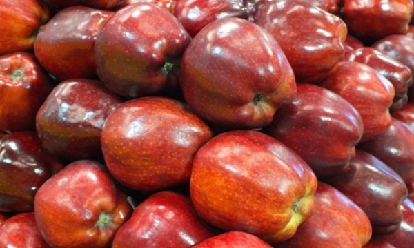 5 người tiêu dùng thiệt mạng vì ăn táo Mỹ nhiễm khuẩn