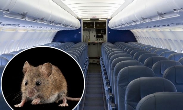 Máy bay phải hoãn 6 tiếng vì chuột