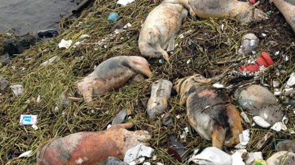 Trung Quốc giữ 1.000 tấn thịt lợn và 48 tấn mỡ lợn bị nhiễm bẩn