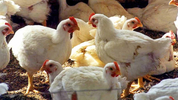 Phát hiện và tiêu hủy đàn gà nhiễm cúm gia cầm tại Mỹ
