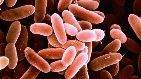 Tình hình các bệnh liên quan đến thực phẩm nhiễm khuẩn tại Châu Âu