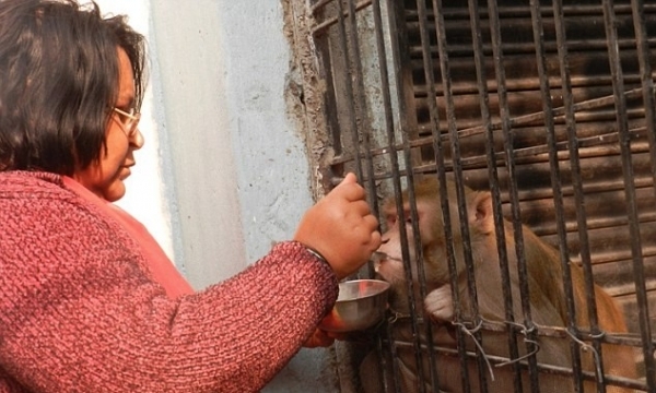 Vợ chồng Ấn Độ để lại tài sản cho khỉ, Nhật đòi Hàn Quốc trả đảo