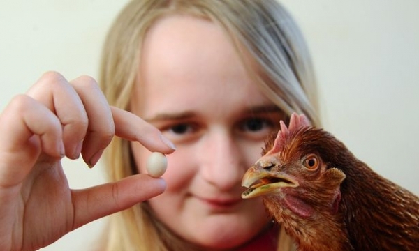 Quả trứng gà nhỏ nhất hành tinh xuất hiện tại Anh