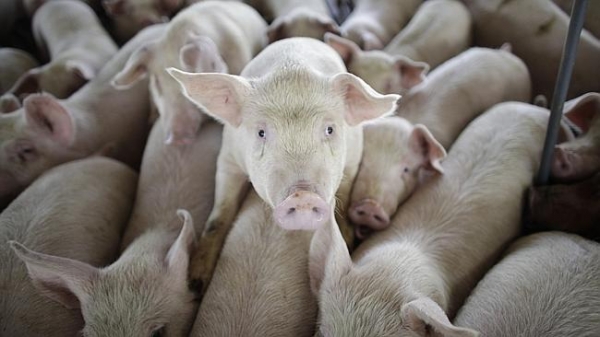 Thịt lợn chứa thuốc diệt chuột được bán hợp pháp tại Australia 