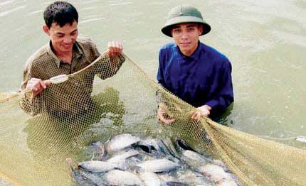 100% mẫu cua ở Hà Nội bị nhiễm độc chì?