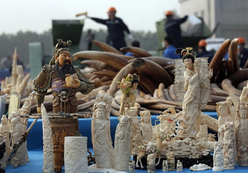 6 tấn ngà voi bị tiêu hủy ở Trung Quốc