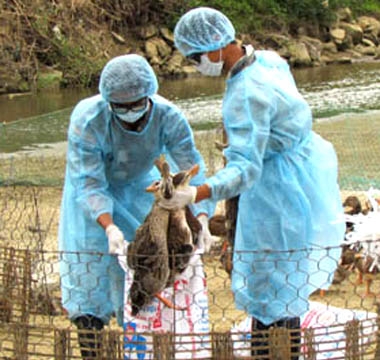 8 tỉnh có dịch cúm, hàng chục ngàn gia cầm bị tiêu hủy