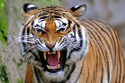 Ấn Độ tiêu diệt con hổ ăn thịt người