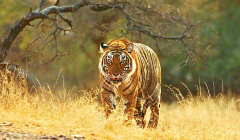 Ấn Độ tiêu diệt hổ ăn thịt phụ nữ