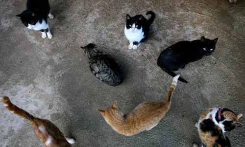 Ăn trộm để kiếm tiền nuôi hơn 100 con mèo