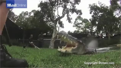 Bạn sẽ nhìn thấy gì nếu bị cá sấu ăn thịt
