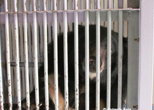 Bình Thuận xóa bỏ nạn nuôi nhốt gấu lấy mật