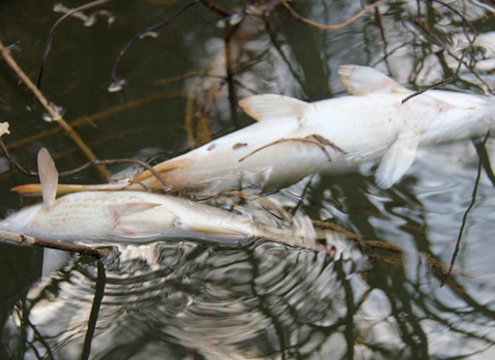 Cá chết hàng loạt ở công trình nghìn tỷ do nhiễm bệnh