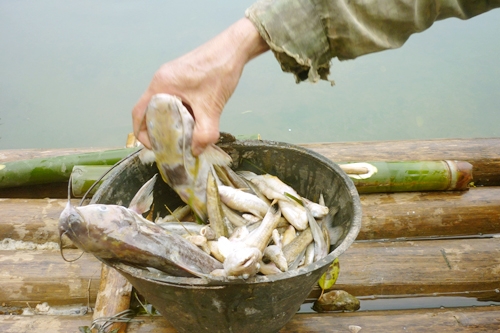Cá chết hàng loạt trên thượng nguồn sông Bưởi