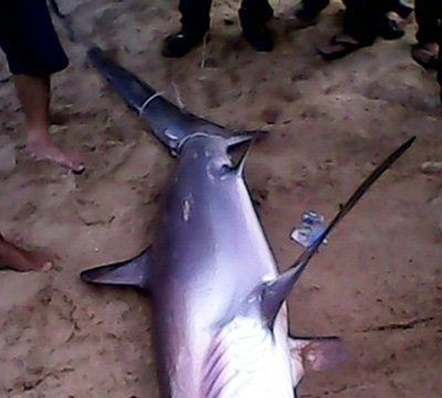 Cá mập dài 2m dạt vào bãi tắm Nha Trang