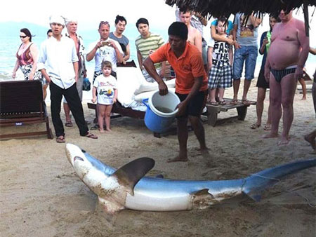 Cá mập nặng gần 200kg ở Nha Trang không nguy hiểm