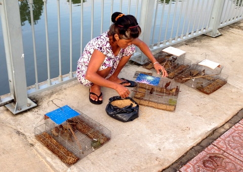Chuyện ‘chim trời, cá nước’ cuối năm ở bờ kênh Nhiêu Lộc