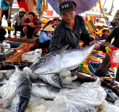 Doanh nghiệp Nhật giúp Bình Định chế biến cá ngừ đại dương