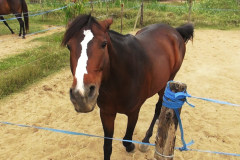 Giữ lửa nghề nuôi ngựa đua ở Sài Gòn