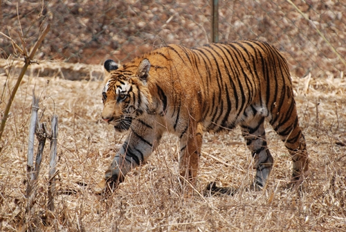Hổ vồ chết ba người ở Ấn Độ