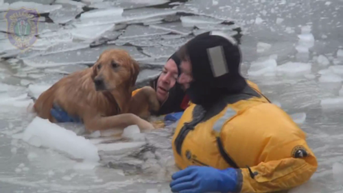 Lao xuống sông băng cứu chó gặp nạn