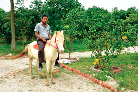 Người đầu tiên lai ngựa Việt với ngựa Bạch Tây Tạng