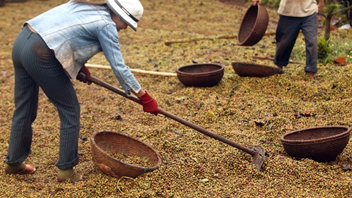 Người trồng cà phê Việt trữ hàng chờ giá cao