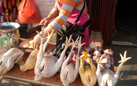 Phát hoảng đặc sản gà Đông Tảo từ gà già