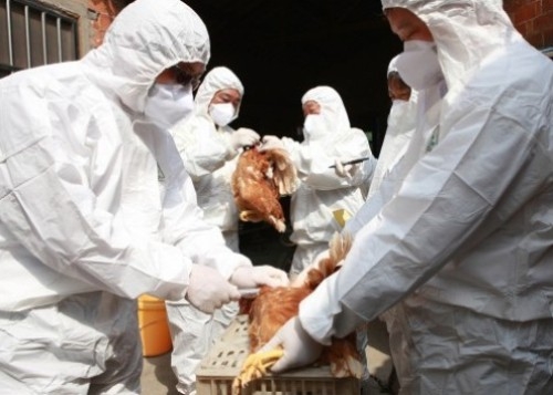 Số người nhiễm H7N9 tiếp tục tăng mạnh