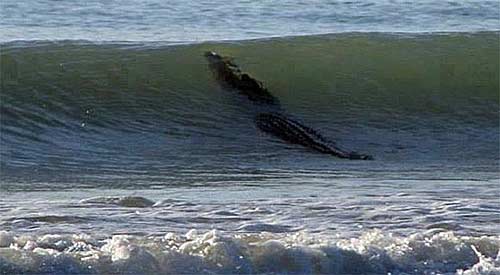 Cá sấu dài 4m bất ngờ xuất hiện ở bờ biển