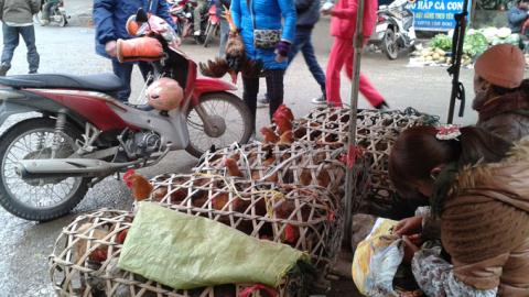 Thương lái TQ đầu độc thực phẩm, hạ sát nông sản Việt