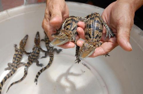 “Bẫy cá sấu” – Chiêu trò mới của thương lái Trung Quốc