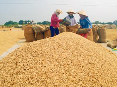 Tiêu thụ lúa gạo: Tái cơ cấu để giảm áp lực