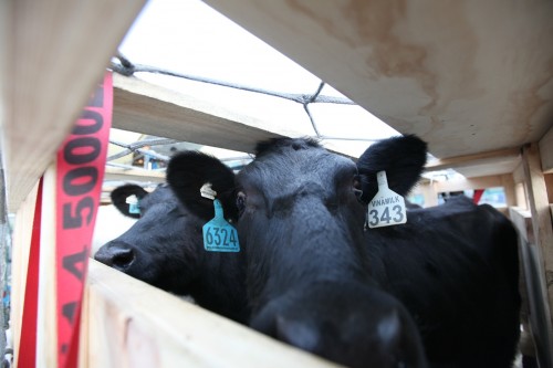 Vinamilk tiếp tục nhập bò sữa cao sản từ Úc