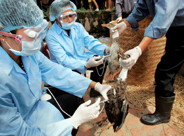 Việt Nam xuất hiện cúm A/H5N6 mới gây chết người