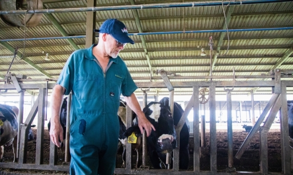 TH tiên phong sản xuất sữa A2, thêm một mùa hoa trên đồng đất Việt