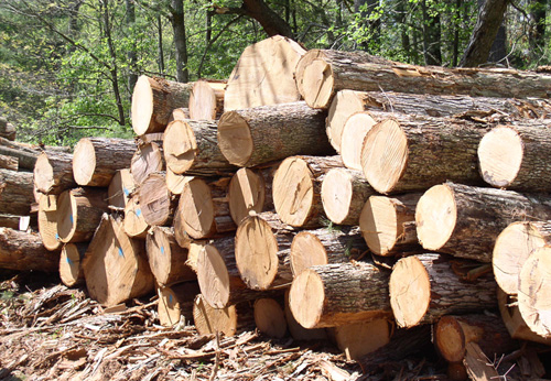 Trung Quốc đang dần thao túng nguồn cung nguyên liệu gỗ Việt Nam