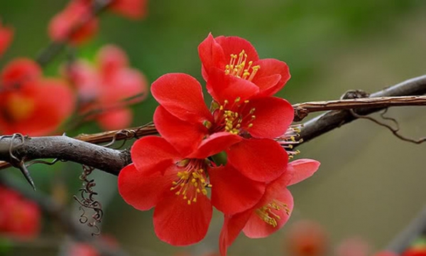 Hàng “độc” hoa mai đỏ được nhiều người ưa chuộng