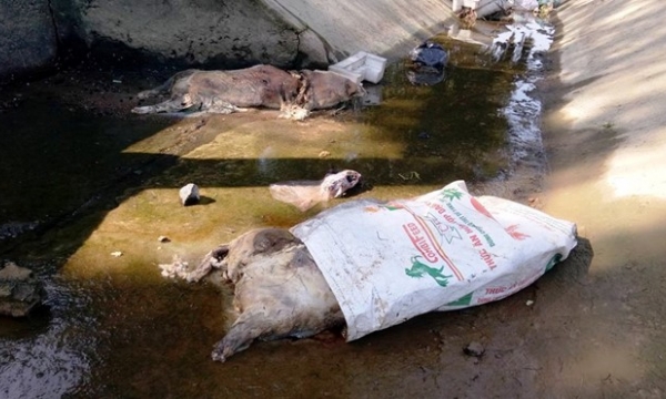 Hà Tĩnh: Hơn 40 xác heo chết bốc mùi hôi thối nằm rải rác trên kênh