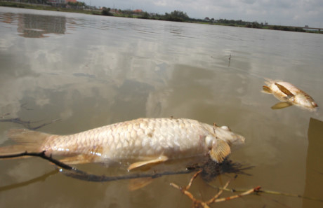 Quảng Nam: Cá chết hàng loạt trên sông không rõ lý do
