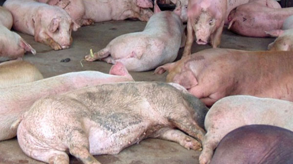 Công điện của Thủ tướng về phòng chống dịch tả lợn châu Phi