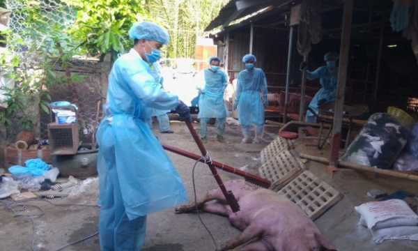 Chính sách hỗ trợ phòng, chống bệnh dịch tả lợn Châu Phi