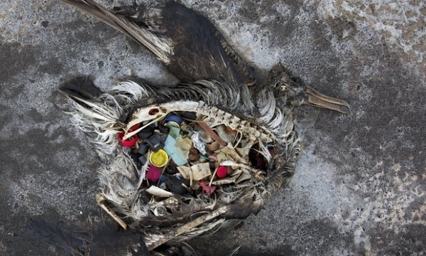 Vì sao chim biển thích ăn nhựa, túi ni lông?