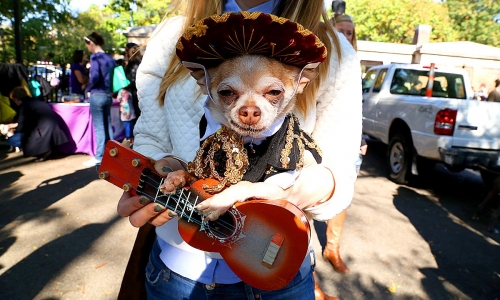 25 chú chó tham dự lễ hội Halloween dành cho thú cưng