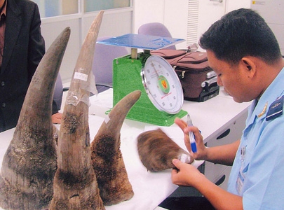 Vận chuyển 7 kg sừng tê giác qua đường hàng không về Hà Nội thì bị bắt