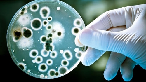 Nghi ngờ phân dê chứa vi khuẩn E.coli gây tiêu chảy