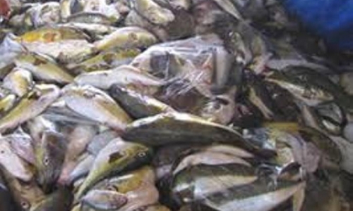 Phát hiện hơn 1 tấn cá nóc độc đang mang về Hà Nội tiêu thụ