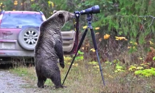 Gấu Bắc Mỹ trở thành nhiếp ảnh gia động vật