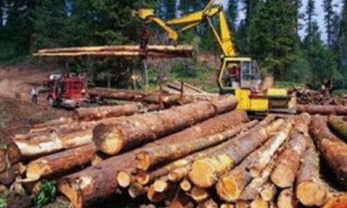 Tăng cường quản lý khai thác gỗ rừng tự nhiên